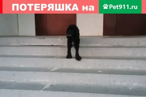 Собака с ошейником ищет дом в Тюмени на Московском тракте.