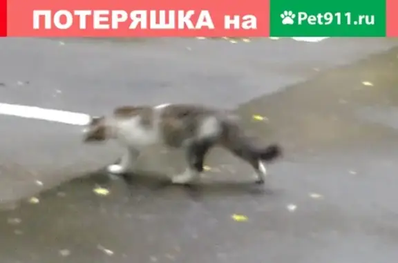 Найдена кошка на улице Малыгина, Москва