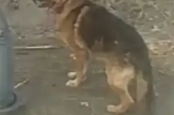 Пропала собака Гольф в Ессентуках
