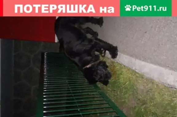 Собака найдена на Московском тракте 154 в Тюмени