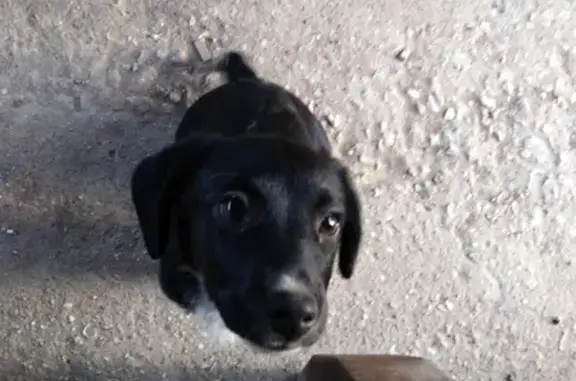 Найдена собака в Суворовском селе, Крым