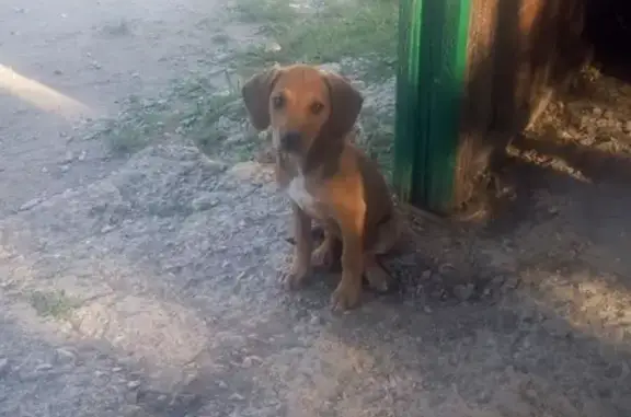 Найдена собачка в Симферополе