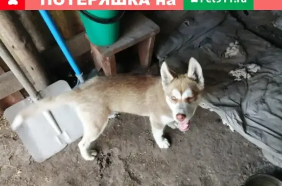 Срочно! Найден щенок на ул. Дзержинского, Карасук