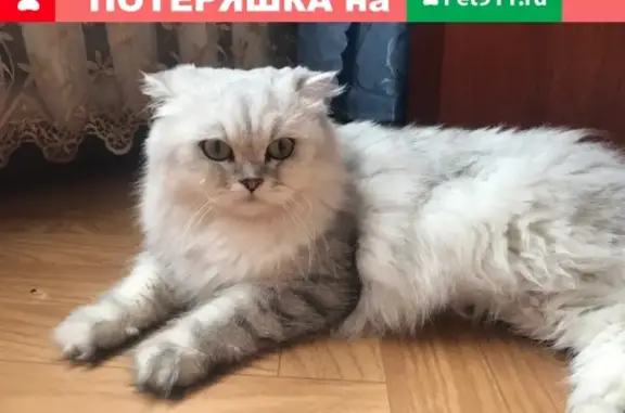 Найдена кошка: Чуйкова 9, Казань, звоните!