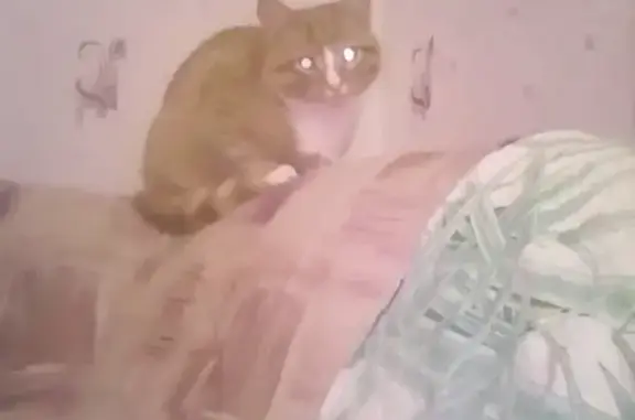 Пропала кошка: Толстого 40, Глазов, Россия