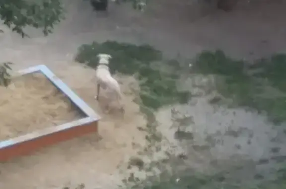 Найдена собака возле песочницы в Челябинске