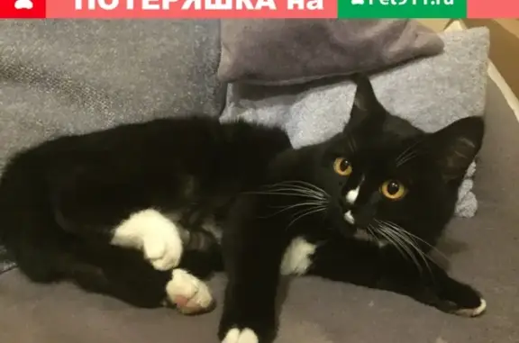 Найдена кошка в Балашихе-Купавне