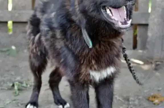 Собаки потеряшки, Барнаул, фото: Потеряшка кобель Гай на ул. Озёрная 37-38, Барнаул