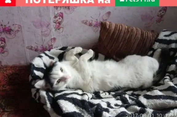 Пропала кошка в Новокузнецке, район Соколуха, зовут Даша