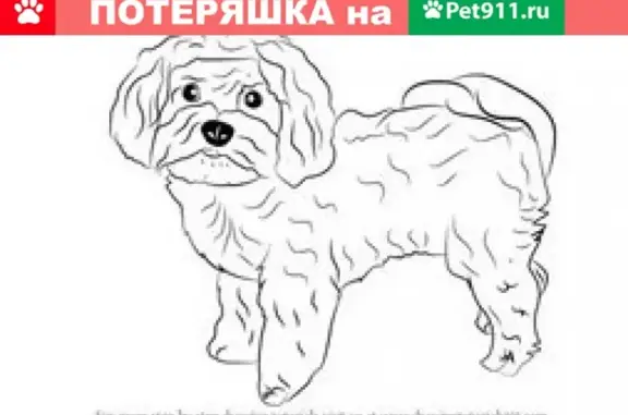 Собаки потеряшки, Москва, фото: Потеряшка собака в Москве на Рязанском пр. 83/2