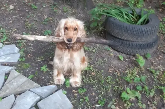 Найдена рыжая ласковая собака в Нижнем Новгороде