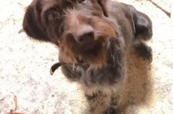 Найдена собака породы КУРЦХААР в Воскресенском районе