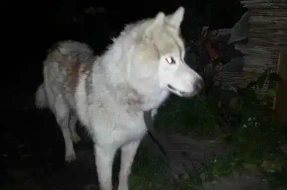 Найдена собака около парка ДДМ в Твери