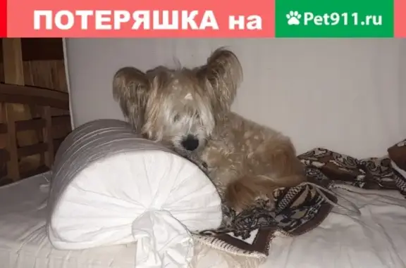 Найдена собака в Лужском районе, Лен. обл.