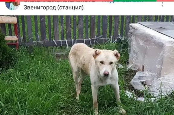 Найдена собака в Звенигороде