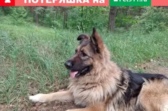 Собака найдена в Сормовском парке, Нижний Новгород