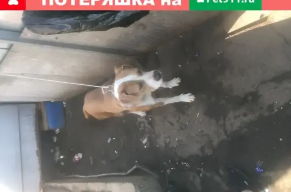 Собака найдена в ЦАО, Басманный район, Москва
