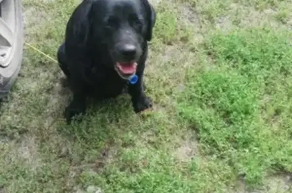 Собака найдена в Борзовой Заимке, Алтайский край