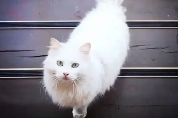 Кошки потеряшки, Орехово-Зуево (Москва и Московская обл.), фото: Потеряшка кошка Снежка в Орехово-Зуево