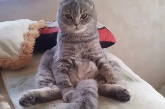 Кошки потеряшки, Новосибирск, фото: Потеряшка кошка в садовом товариществе Озерки, Новосибирская область