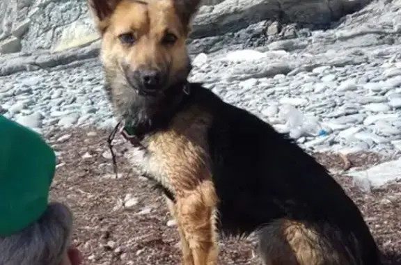 Пропала собака Джесси в Супсехе на ул. Родниковой