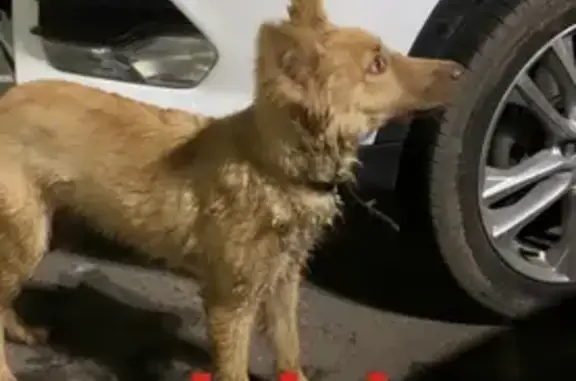 Найден золотистый щенок на ул. Закиева, Казань
