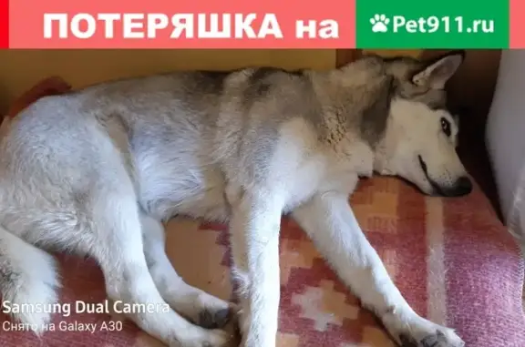 Найдена собака Хаски на М-1 Беларусь, 41 км