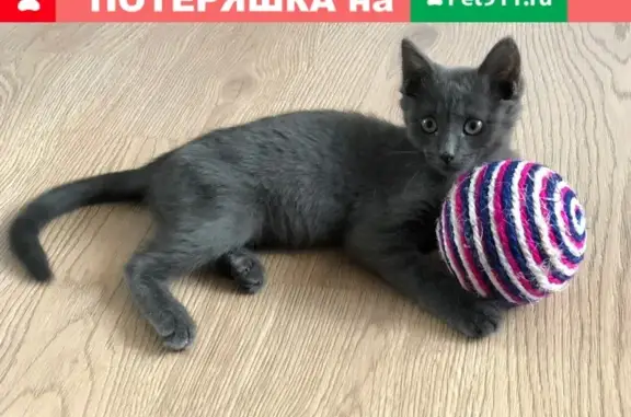 Кошки потеряшки, Москва, фото: Потеряшка кошка на улице Малышева, Москва