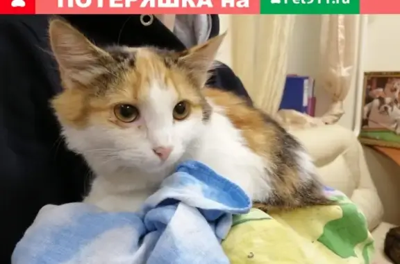 Найдена домашняя кошечка в Иваново, возраст до 1 года