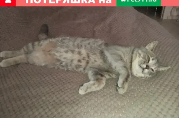 Найден кот на ул. Вермишева в Липецке