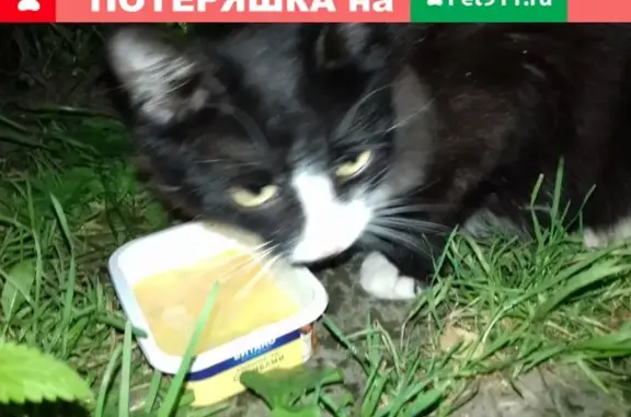 Пропала кошка в Мошково, Новосибирская обл.