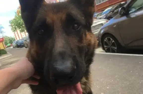 Собака найдена на улице Песоченская, Рязань.