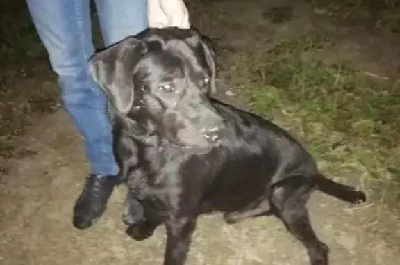 Найден щенок черного лабрадора на ул. Народная, ищу хозяина!
