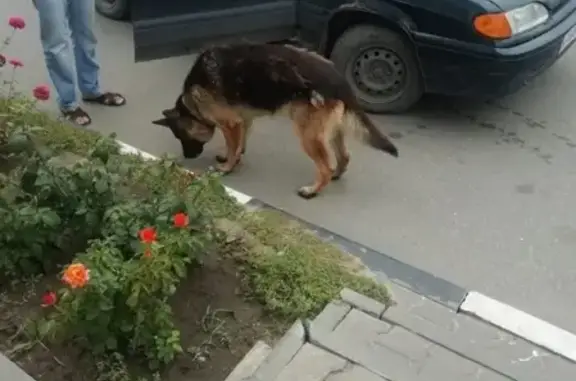 Найдена собака на Красном, Волгоград