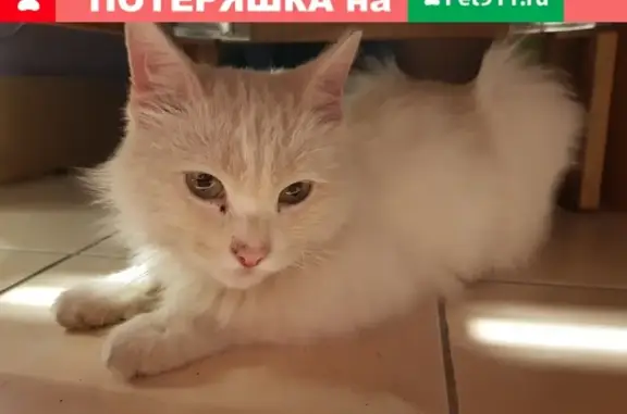 Найден кот на ул. Венгерских Коммунаров, Екатеринбург