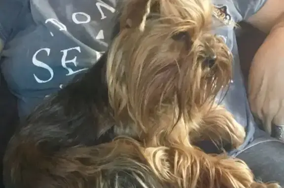 Найденные животные Москва, фото: Собака Йоркширского терьера найдена в деревне Картино