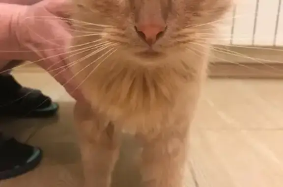 Найден худой рыжий кот без ошейника в Обнинске