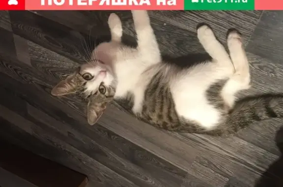 Найдена кошка с ошейником в Вологде