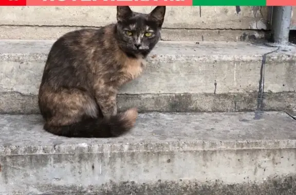 Серо-рыжая кошка возле подъезда №4 на Зеленоградской улице