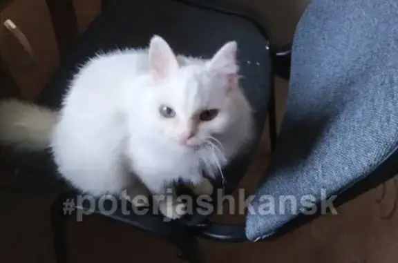 Пропала белая кошка на ул. Троллейной, Новосибирск