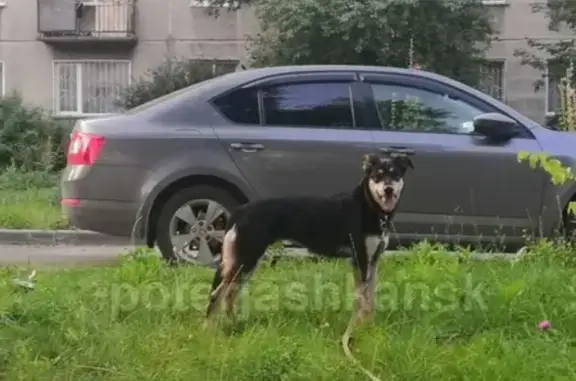 Найдена собака на Гагаринской с поводком