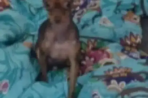 Пропала собака в Нефтеюганске с розовой шлейкой