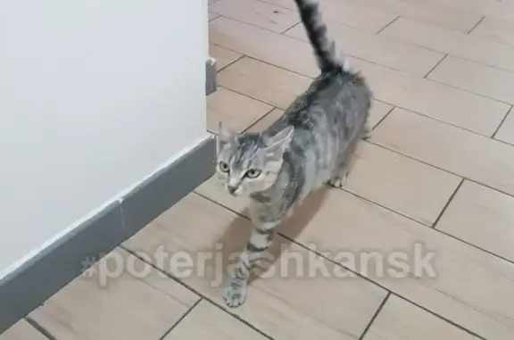 Найдена кошка в ЖК Европейский Берег, Новосибирск