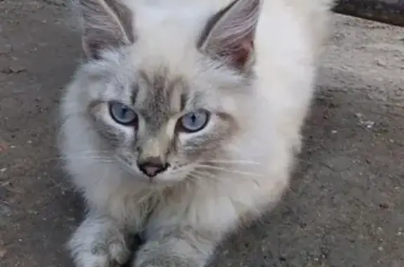 Найдена кошка на ул. 8 Марта, Верхняя Пышма