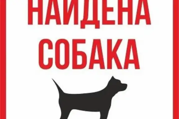 Найдена собака в Ростове-на-Дону!