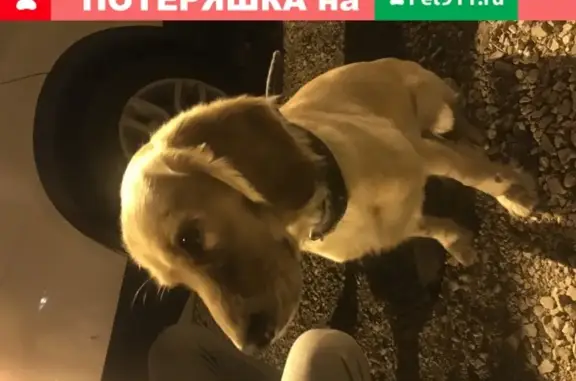 Собака на Удачном без хозяина, Красноярск
