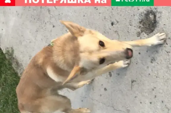 Найден дружелюбный пёс на Полтавской, Востряково
