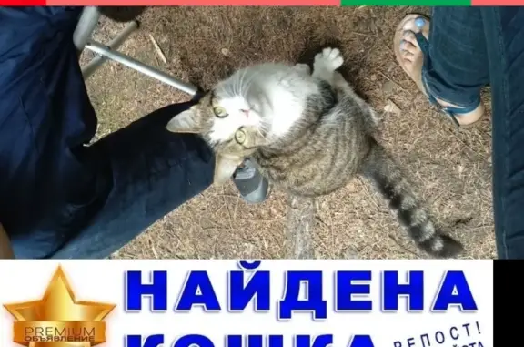 Найдена кошка с ошейником в Зеленогорске