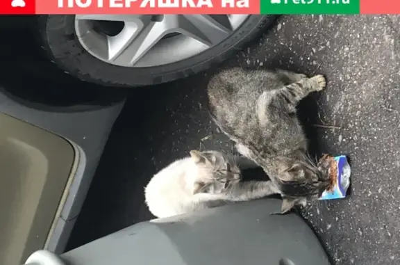 Найдена кошка на Нагорной улице в Москве