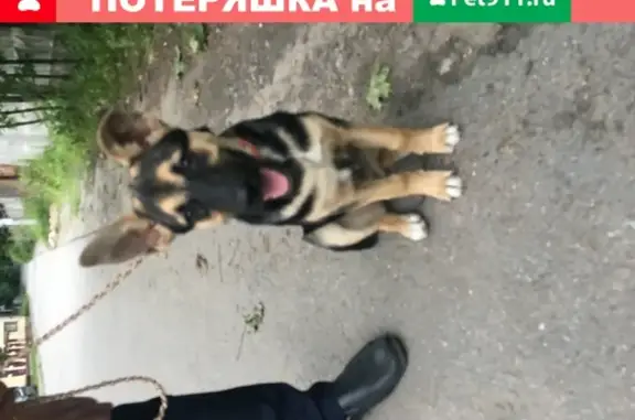 Собака найдена на улице Композиторов 10!